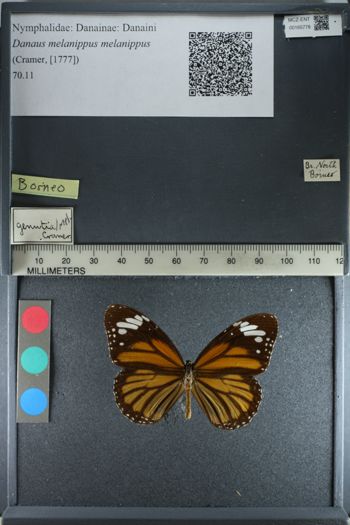 Media type: image;   Entomology 165778